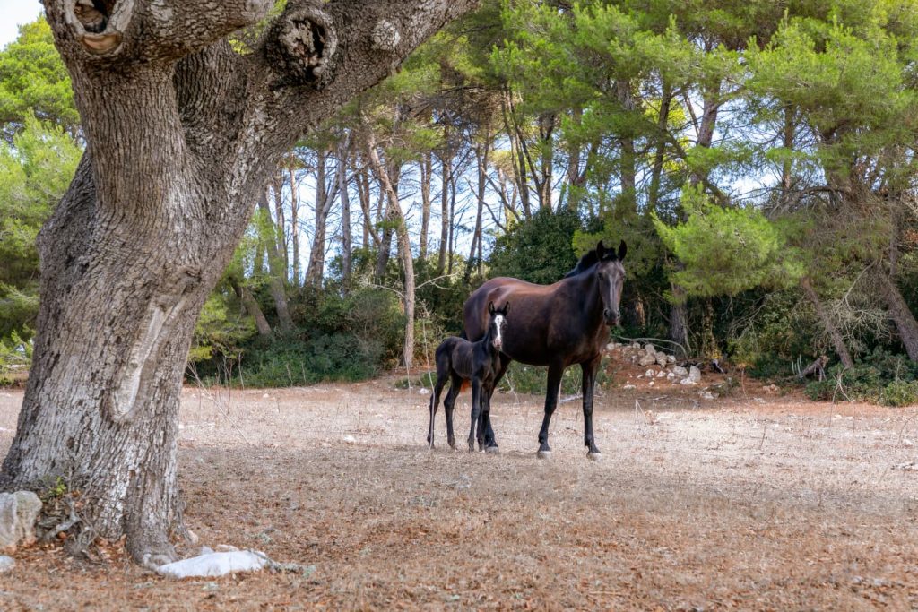 qué visitar en Menorca